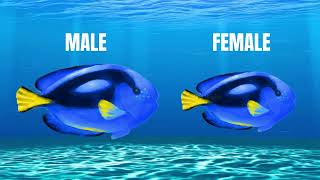 Blue Tang facts  Blue Surgeonfish  Meta Magics [upl. by Mitzi]