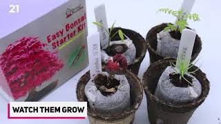 How To Grow Bonsai Tree From Seeds  2020 [upl. by Arualana737]