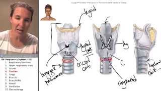 the Trachea Respiratory System ☆ Human Anatomy Course [upl. by Idnir]