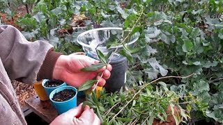 Propagating New Goji Berry Plants From Cuttings [upl. by Salaidh]