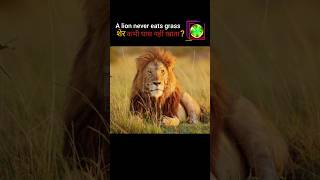 A lion never eat grass viralvideo facts trending shortvideo shorts short [upl. by Ecertak437]