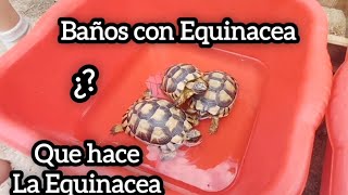 equinacea para tortuga baños ayuda a subir el sistema inmunologico turtleequinacea [upl. by Vihs]