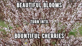 Permaculture Plant Spotlight Nanking Cherry Spring Blossoms [upl. by Tosch]