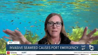 Invasive seaweed causes port emergency [upl. by Uohk]