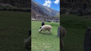 Ollantaytambo Ancient Ruins amp Alpacas A Magical Journey Peru 🇵🇪 [upl. by Refenej]