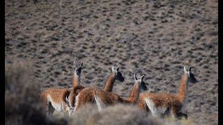 Especial Documental sobre el Guanaco [upl. by Anikes]