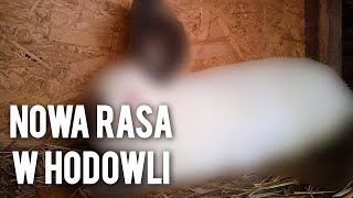 NOWA RASA KRÓLIKÓW W HODOWLI  umboxing tajemniczej paczki [upl. by Concepcion]