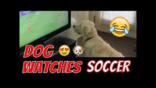 😂⚽🐶 Dog Watching Football On TV Vine Classic [upl. by Akcebar962]