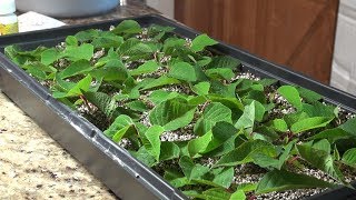 Propagating Poinsettias for the Holidays [upl. by Bloomer]