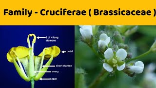 Family Cruciferae  Detailed Notes   Family Brassicaceae [upl. by Aredna164]