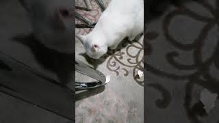 hırsız mila 🤣🤣🤦‍♀️🤣🤣🐈🐈 kedimaması yavrukedi keşfet kediler cats sweet [upl. by Ariuqahs261]