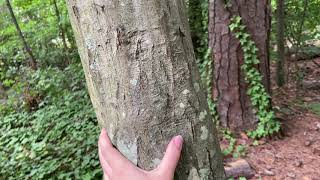 Carpinus caroliniana musclewood [upl. by Asteria]