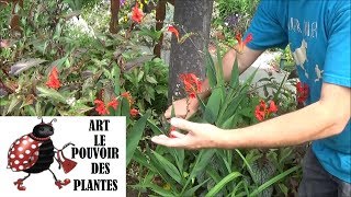 Jardinage Crocosmia Comment faire la taille et lentretien Plante vivace [upl. by Naesed]