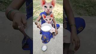 😹😹Lalla Lalla Lori Lalla kare Tamasha 😹😹😹🍚🍚🍚😹😹😹🍚🍚🍚🍚 funny cute viral [upl. by Hallette428]