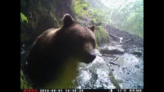 Spanish brown bear having a bath [upl. by Frederique]