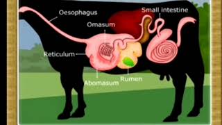 Digestive System of AnimalsMonogastric Ruminant Pseudoruminant and Avian digestive system [upl. by Lipscomb]