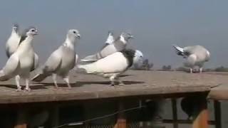 SABZ SHIRAZI MIX PIGEONS OF RASHID ALI SHAH  PART 2 [upl. by Leahciam294]