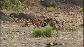 Tiger on the prowl in central Indias Kanha forests as Cheetal deer sound the alarm [upl. by Yknarf]