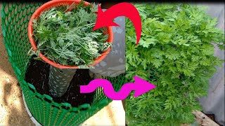 how to plant wormwood plants at home [upl. by Karil69]