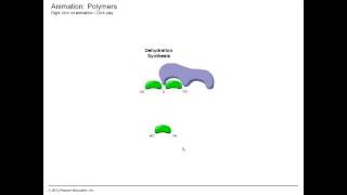 Dehydration Synthesis and Hydrolysis [upl. by Gabriellia]