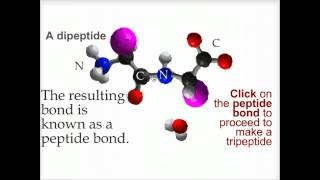 Peptide bond formation  Biofundamentals [upl. by Bremble88]