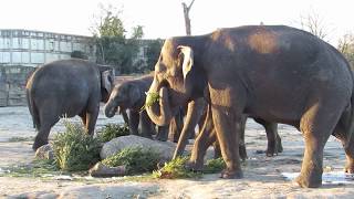 Weihnachtsbaumfütterung Elefanten Tierpark Berlin [upl. by Blair]