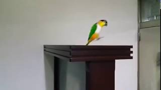 Caique parrot jumping [upl. by Appolonia160]