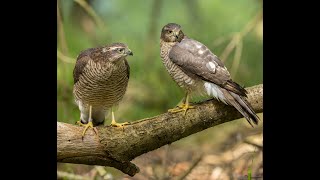 Sparrowhawk Acipiter nisus [upl. by Clive]