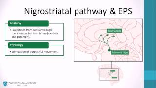 Dopamine pathways antipsychotics and schizophrenia [upl. by Oilcareh208]