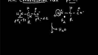 Condensation Reaction [upl. by Anirba]