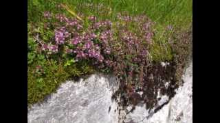 quotSchönste Alpenblumen in einer SteinmauerquotBilder von Karin und Wolfgang Schmökel [upl. by Emyle]