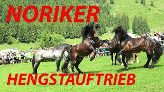 Noriker Hengstauftrieb 2023  Kirchberg in TirolAschau [upl. by Aihseit732]