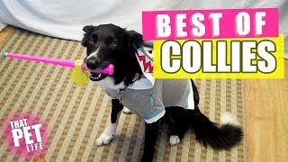 Best Border Collies of 2019 🐶  Funny Pet Videos [upl. by Niarb]