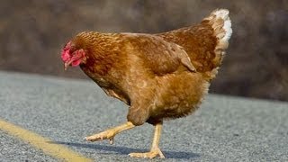 Why Did The Chicken Cross The Road [upl. by Lisbeth]