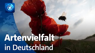 Studie zur Biodiversität Wie es um die Artenvielfalt in Deutschland steht [upl. by Fitzpatrick]