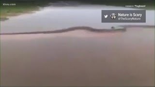 VERIFY Viral video claims to show 50foot anaconda [upl. by Beffrey]