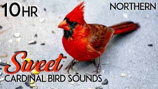 Northern Cardinal Bird Sounds  Northern Cardinal Bird Song  Northern Cardinal Bird Call  10 Hours [upl. by Ardaid]