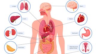 palpation percussion and Auscultation of the lungs heart kidney bladder gallbladder and liver [upl. by Ehcnalb396]