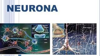 DR DAUTT POTENCIAL DE ACCION NEURONA Y SINAPSIS [upl. by Yebot]