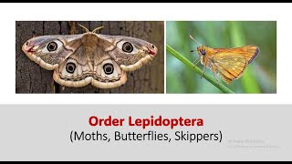 Order Lepidoptera [upl. by Leakim213]