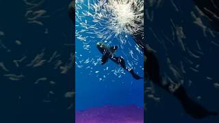 Knife fish fish viralvideo viralshorts knifefish [upl. by Amari234]