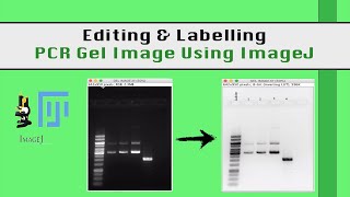 ImageJ for Editing amp Labelling PCR Gel Image  Biotechnology [upl. by Marelya]