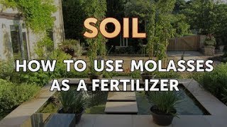 How to Use Molasses As a Fertilizer [upl. by Alexia916]