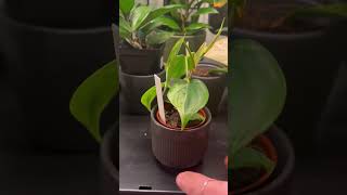 Philodendron Hederaceum Variegated 💚 plants houseplants plantcare houseplantshopping planthaul [upl. by Yanad]