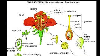 La evolución del gametofito en plantas terrestres [upl. by Analise]