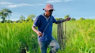 Fishing at the rice field and grilling the fish with garlic and seasoning [upl. by Kraul]