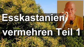 Bienenbaum Esskastanie vermehren Teil 1  Maronen aussäen  Castanea sativa [upl. by Mhoj492]