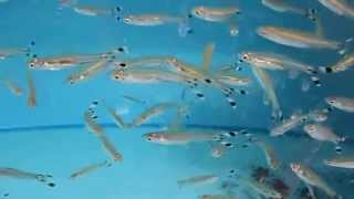 Rasbora trilineata [upl. by Pitt]