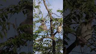 greyhornbills hornbill birds birdsvideo 4k birdslifestyle backyardwildlife peacefulmoments [upl. by Aekim]