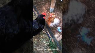 Poule Araucana Enervée Pas de Coq Dans Mon Poulailler 33 poules araucana funnyanimals rooster [upl. by Deeann598]